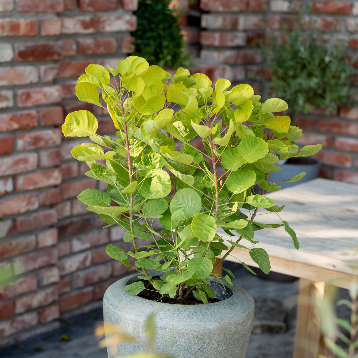 Goldgelber Perückenstrauch 'Golden Spirit'®