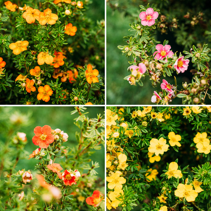 Pflanzen-Set Potentilla