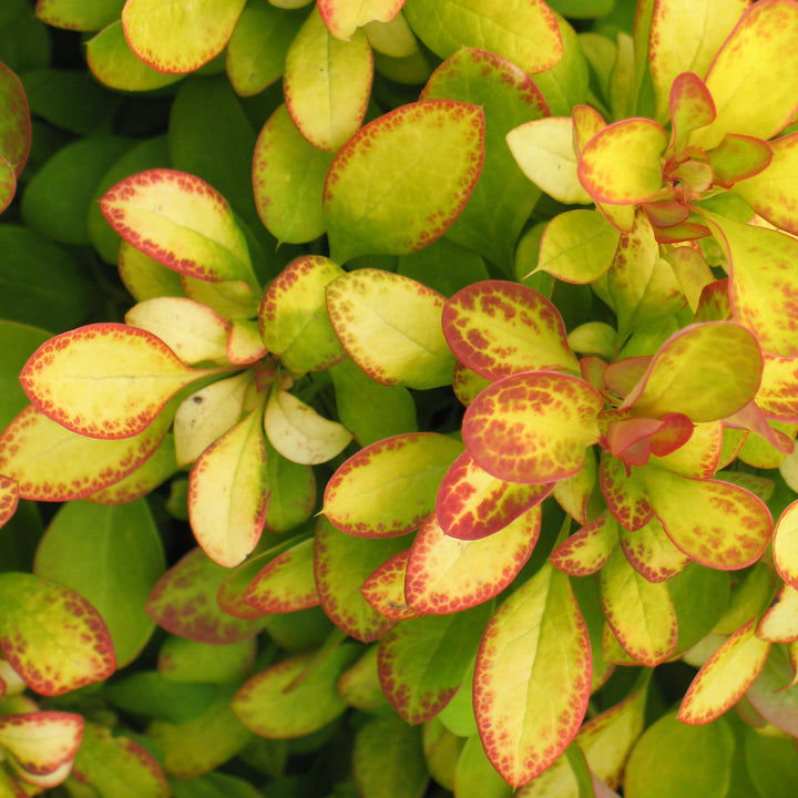 Berberitze 'Limoncello'®