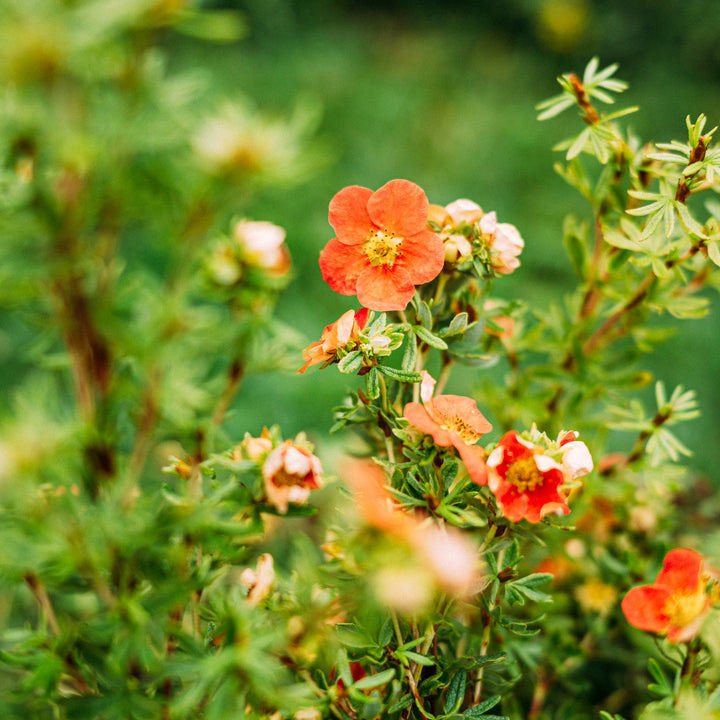 Fünffingerstrauch 'Red Lady'®