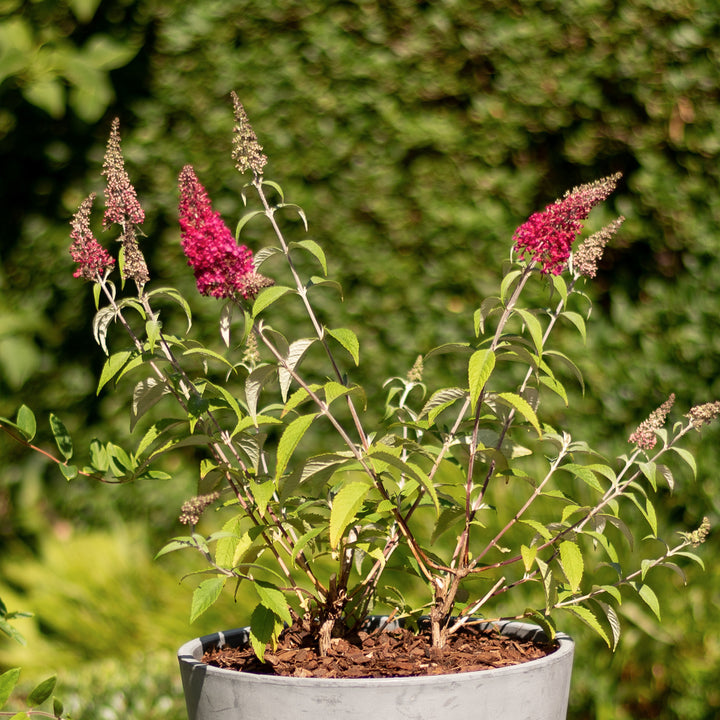 Sommerflieder 'Prince Charming'® im Topf