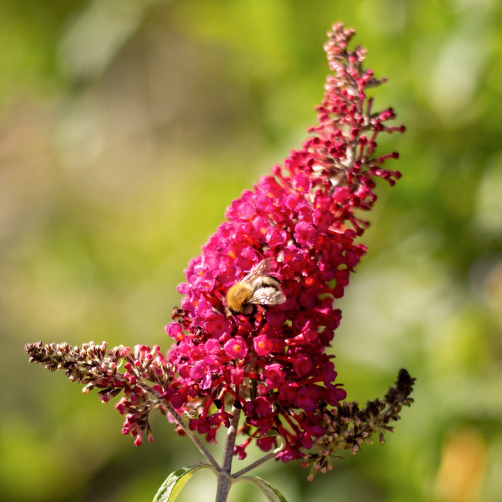 Sommerflieder 'Prince Charming'®
