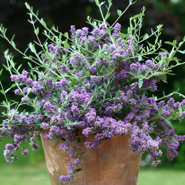 Sommerflieder 'Unique'® im Topf