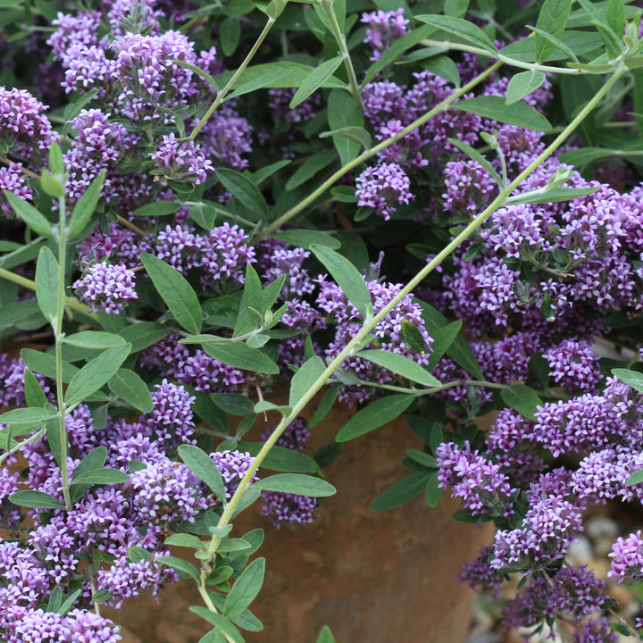 Sommerflieder 'Unique'®