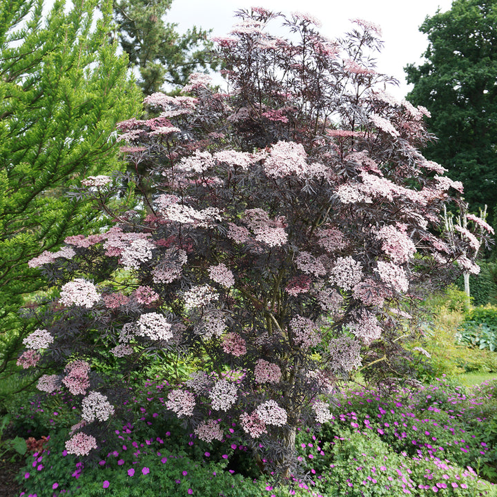 Schwarzer Holunder 'Black Lace'®