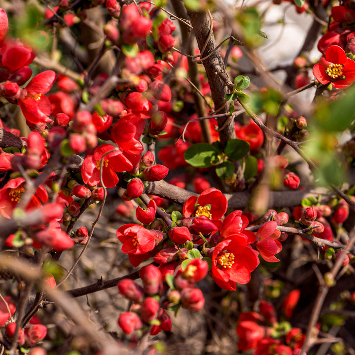 Zierquitte 'Red Joy'