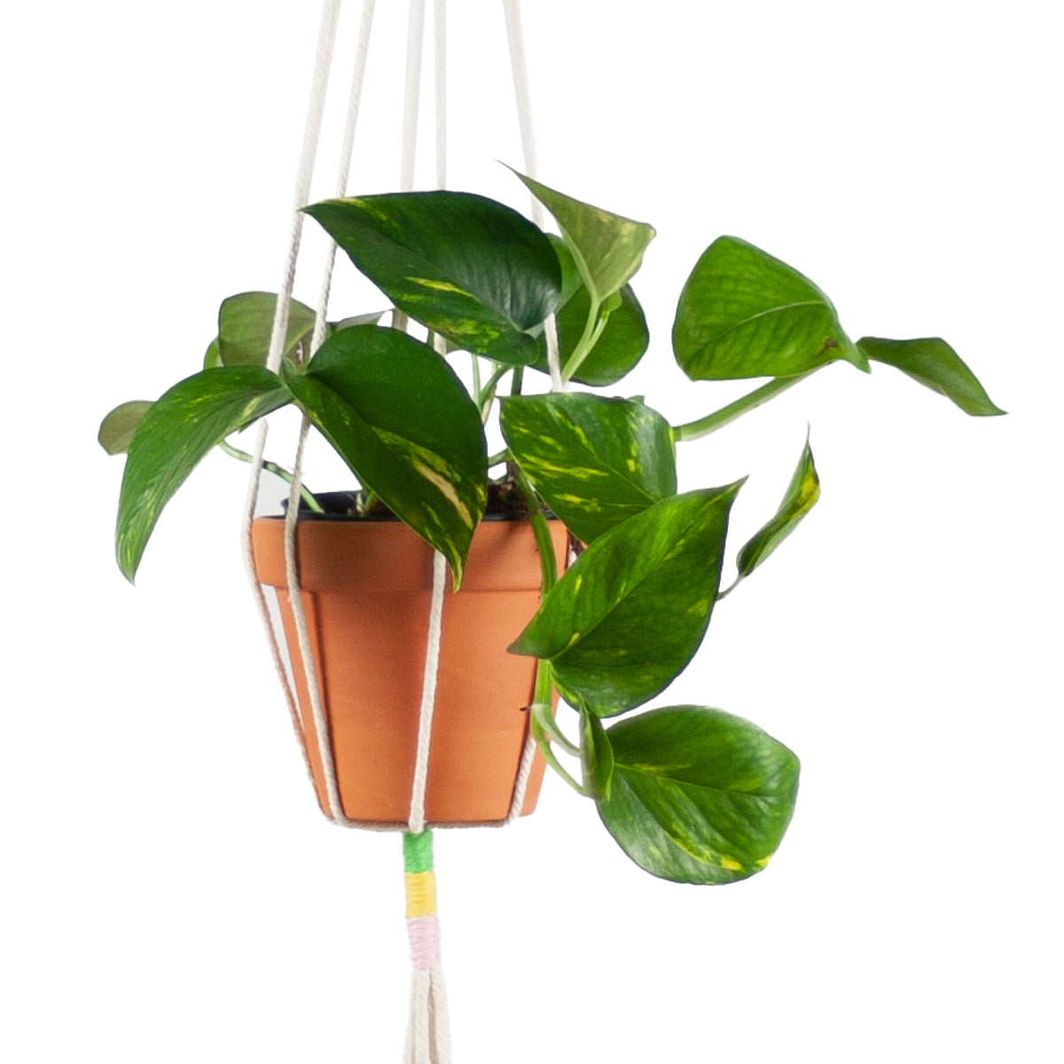 Makramee Blumenampel kaufen