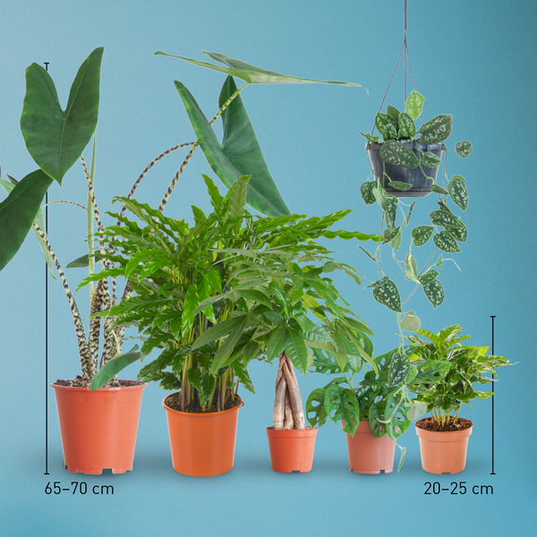 Pflegeleichte Zimmerpflanzen im Größenvergleich