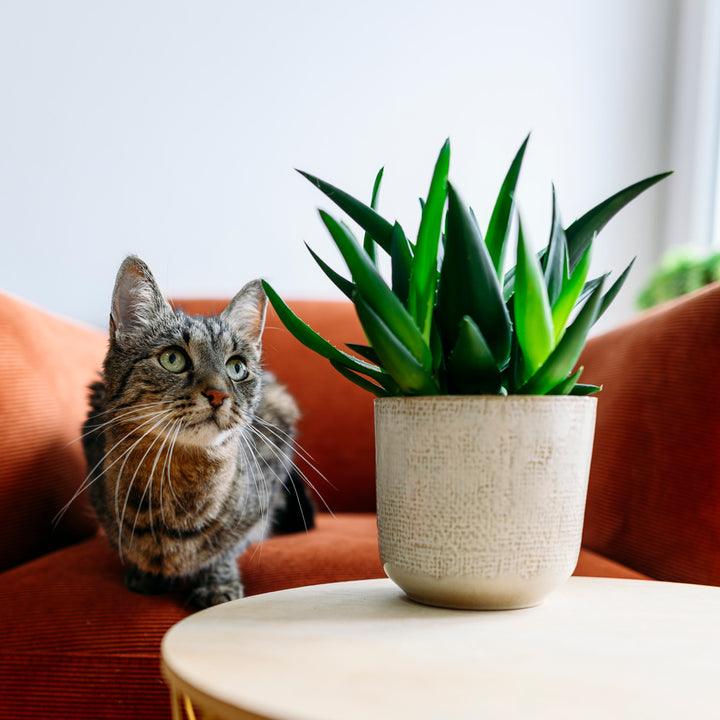 Katze mit pflegeleichter Haworthia