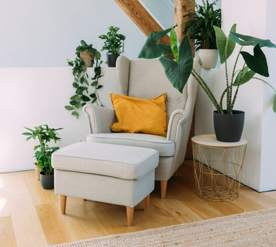 Pflegeleleichte Zimmerpflanzen im Wohnzimmer