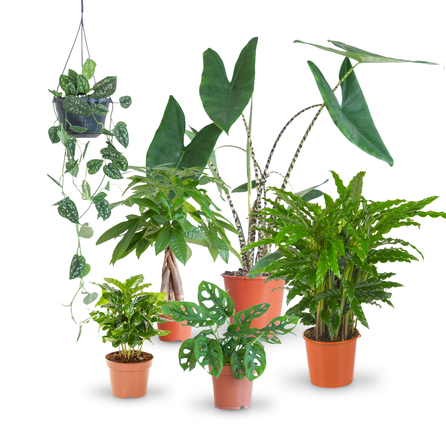 Pflegeleichte Zimmerpflanzen (6er Set) kaufen Plantura Shop