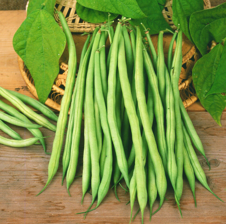 Phaseolus vulgaris var. nanus 'Elmoro'