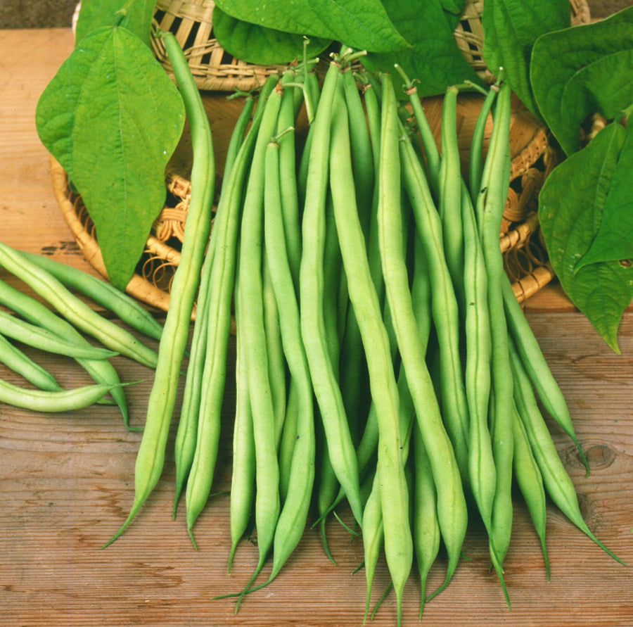 Phaseolus vulgaris var. nanus 'Elmoro'