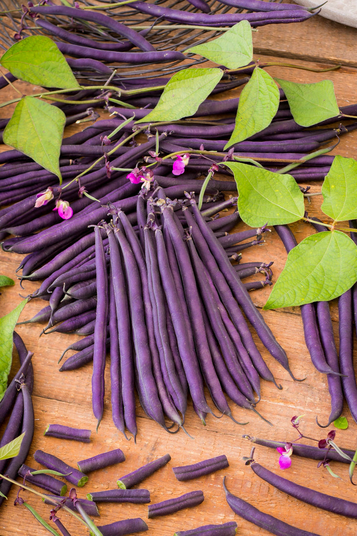 Phaseolus vulgaris var. vulgaris 'Blauhilde'