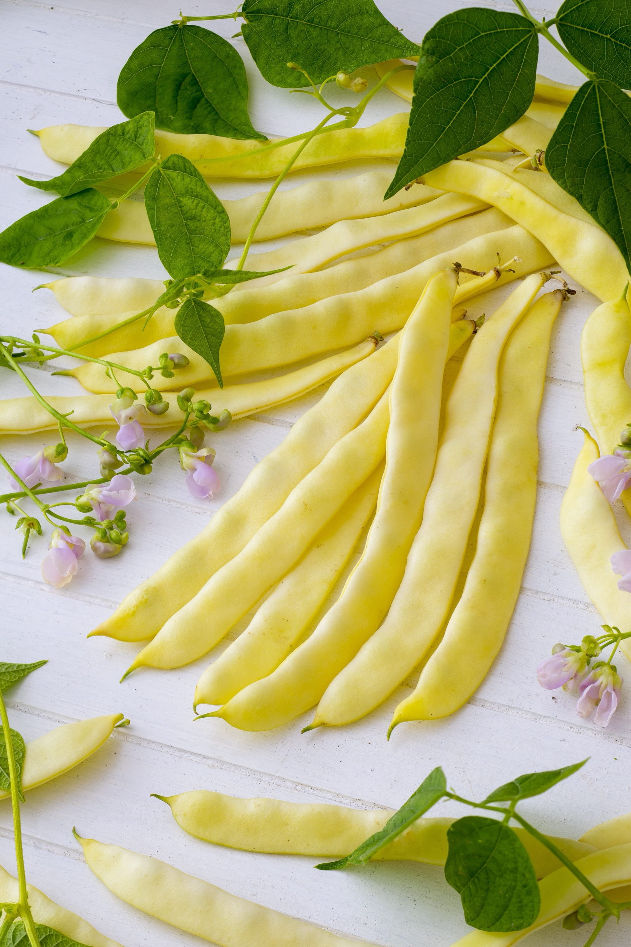 Phaseolus vulgaris var. vulgaris 'Goldfield'