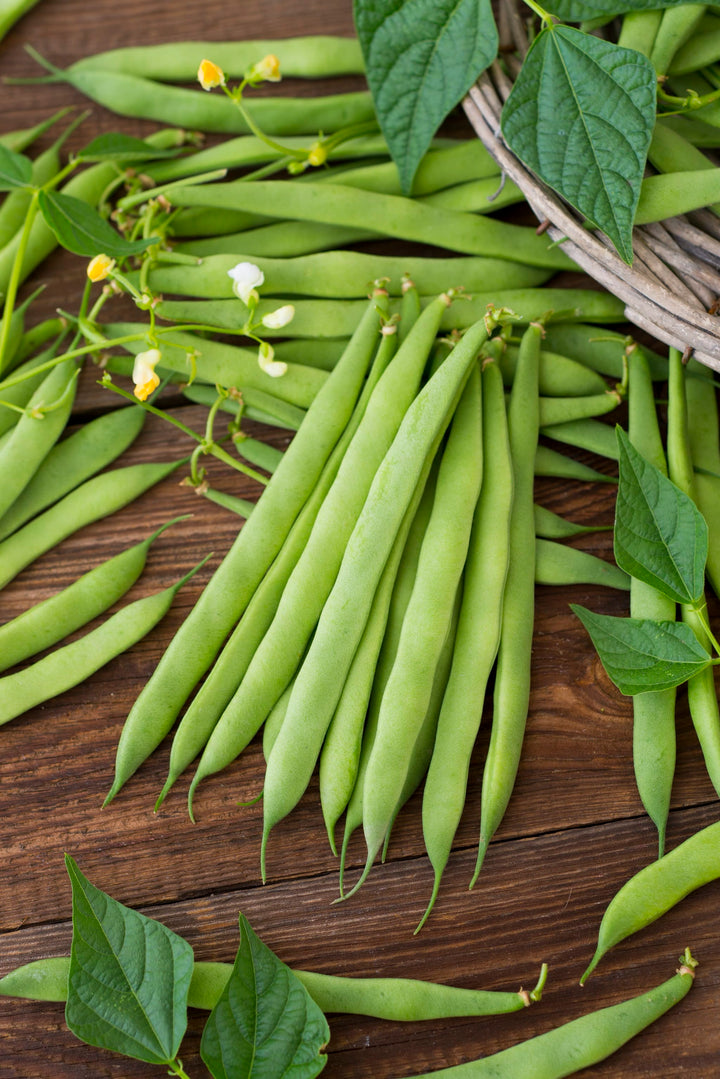 Phaseolus vulgaris var. vulgaris 'Trebona'