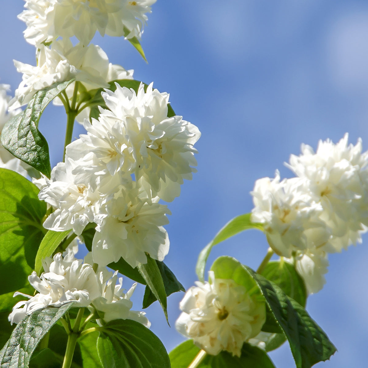 Blüte des Philadelphus 'Minnesota Snowflake'