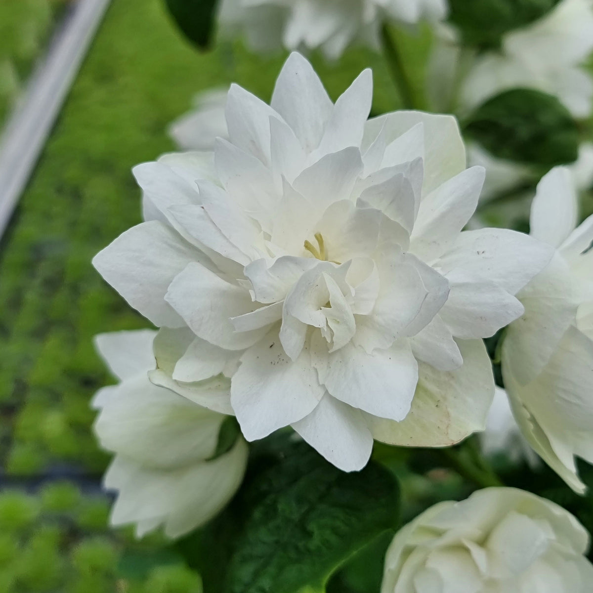 Philadelphus 'Pearls of Perfume'®