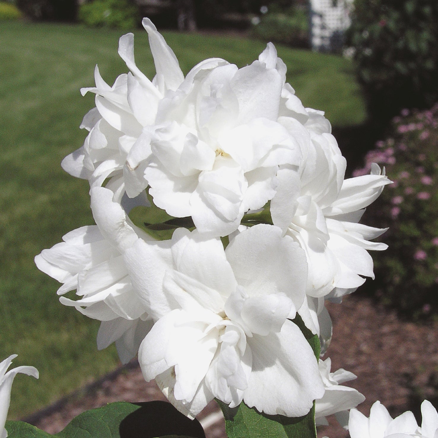 Philadelphus 'Snowgoose'