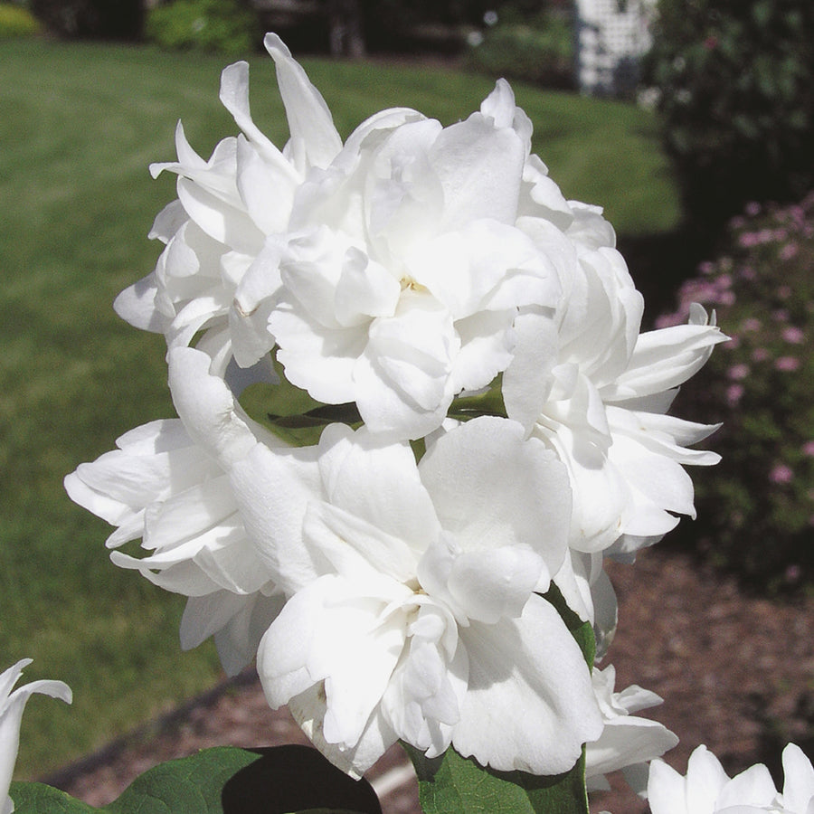 Philadelphus 'Snowgoose'