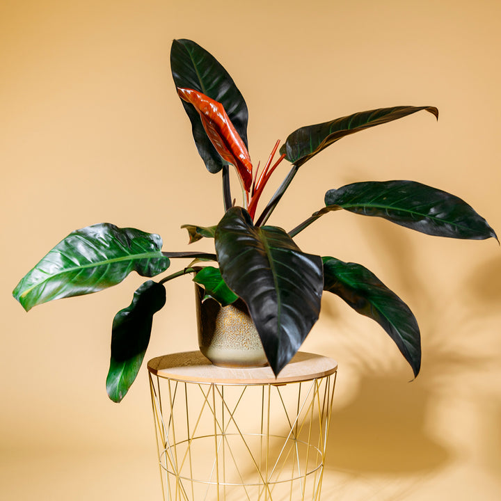Philodendron 'Imperial Red' als Zimmerpflanze