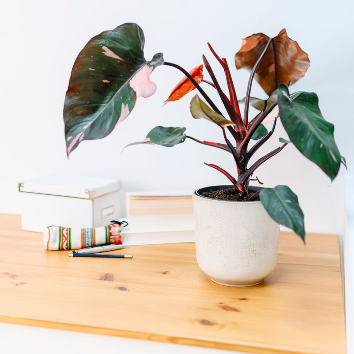 Philodendron 'Pink Princess' auf dem Schreibtisch