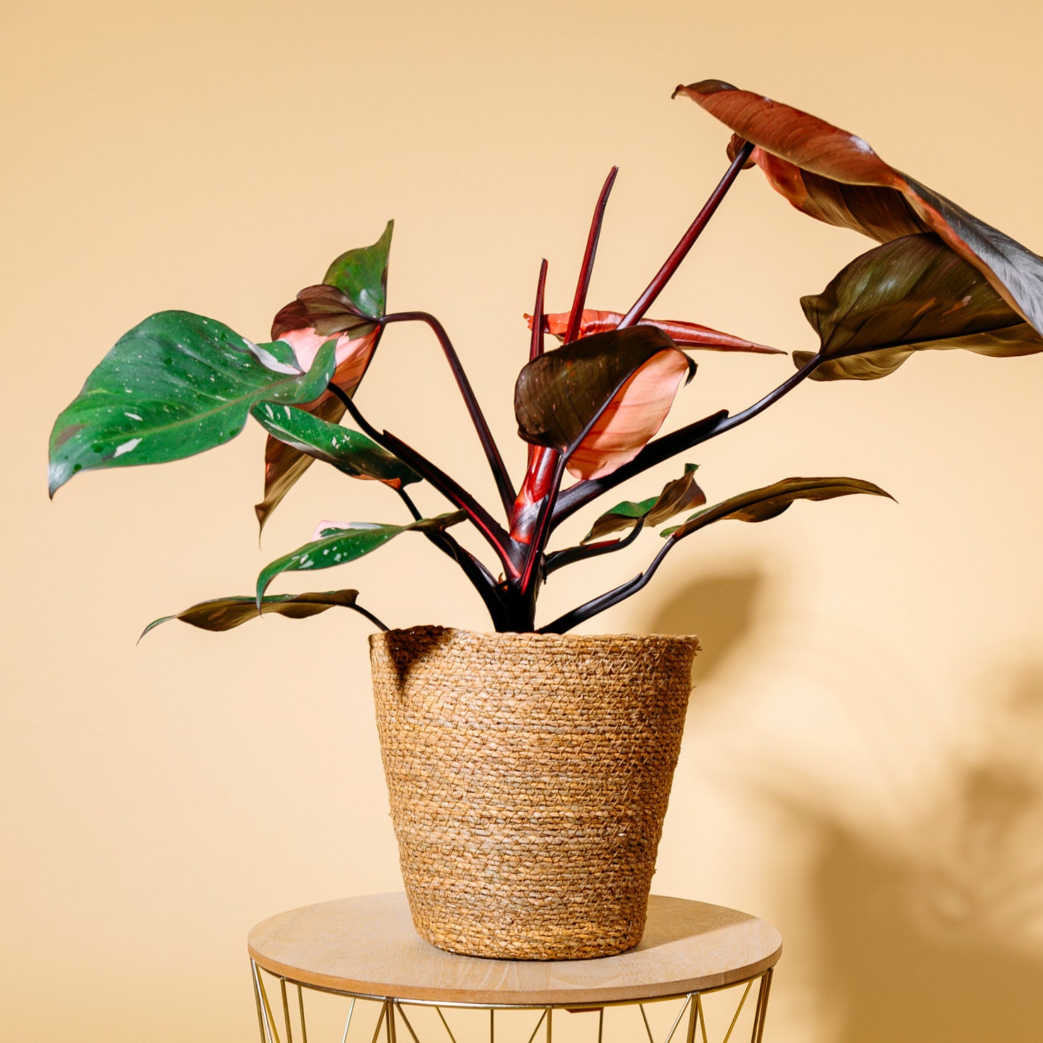 philodendron erubescens pink princess kaufen Philodendron 'Pink Princess' kaufen