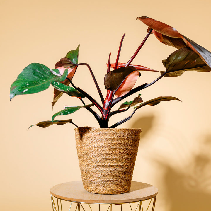 Philodendron 'Pink Princess' als Zimmerpflanze