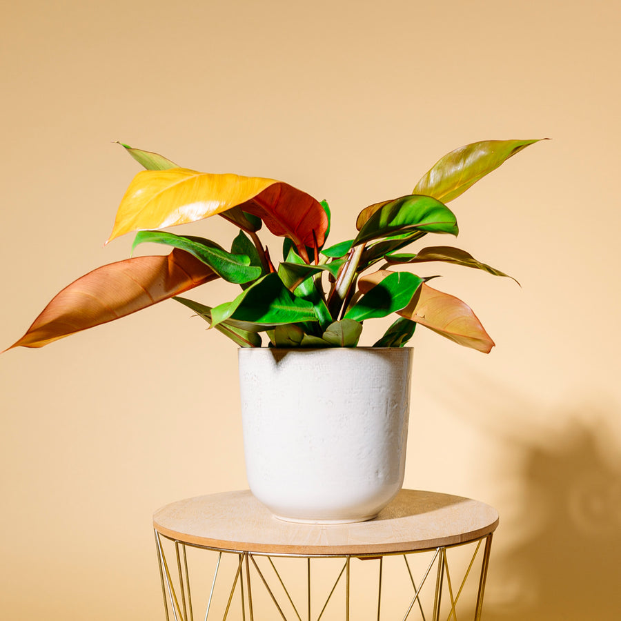 Philodendron 'Prince of Orange' als Zimmerpflanze