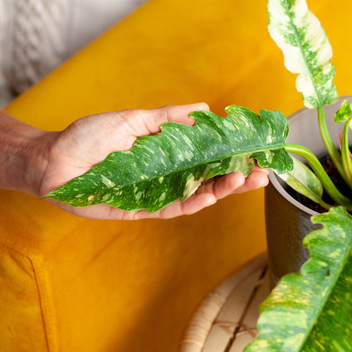 Hand berührt panaschiertes Blatt des Philodendron 'Ring of Fire'