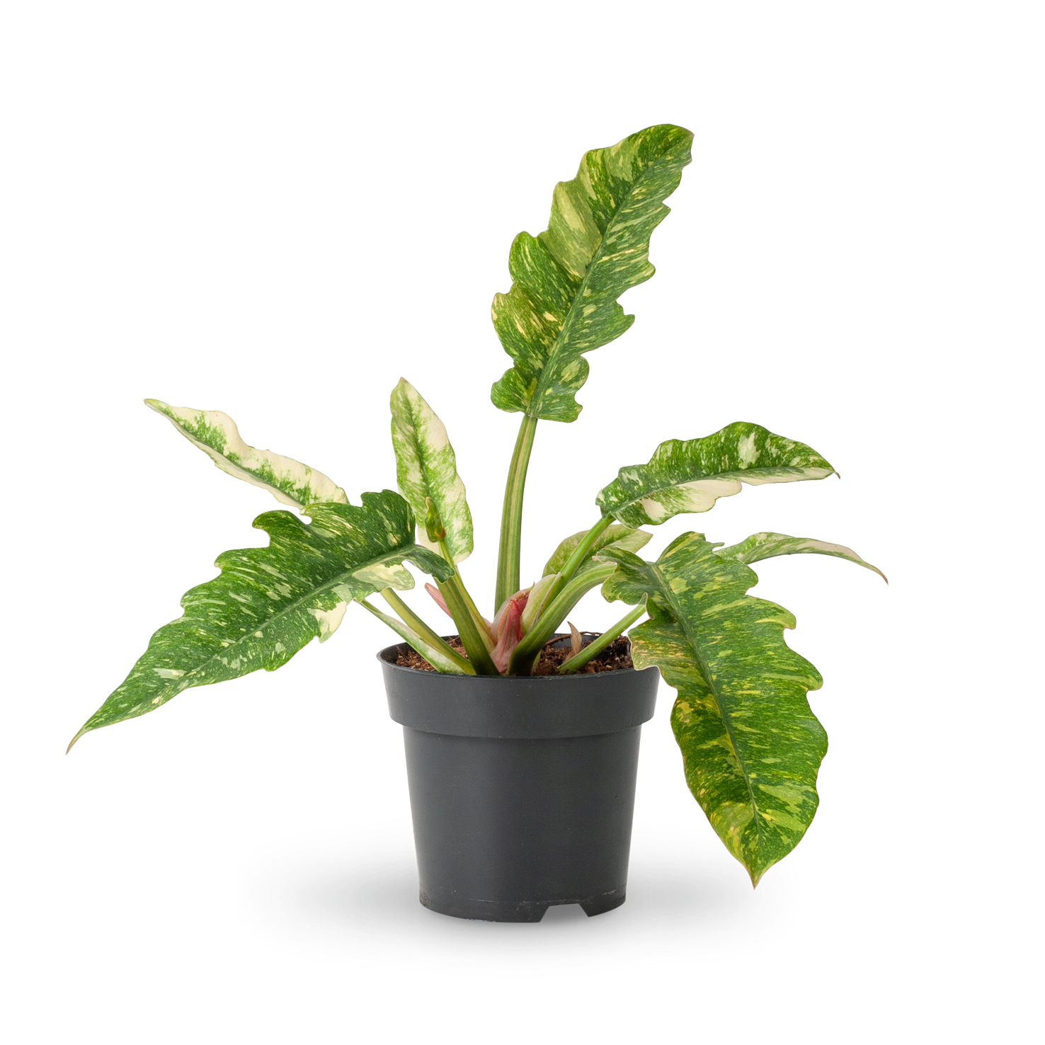 philodendron kaufen Philodendron 'Ring of Fire' (Rarität) kaufen