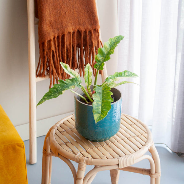 Philodendron 'Ring of Fire' als Zimmerpflanze im Wohnzimmer