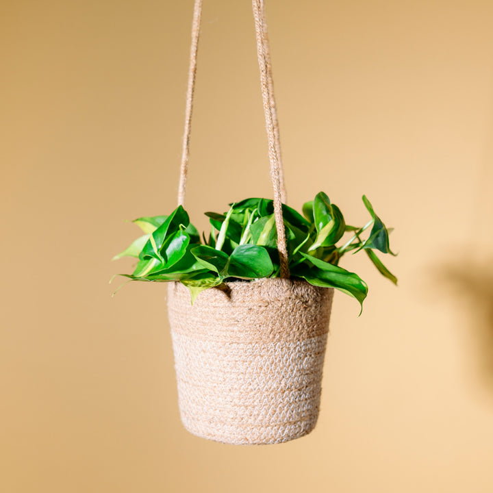 Philodendron scandens 'Brasil' als hängende Zimmerpflanze