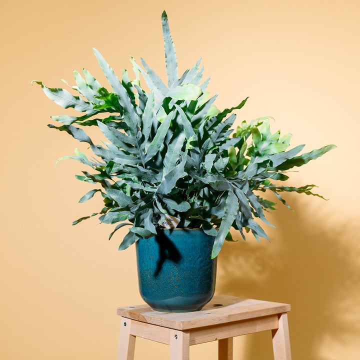 Phlebodium aureum 'Blue Star' als Zimmerpflanze