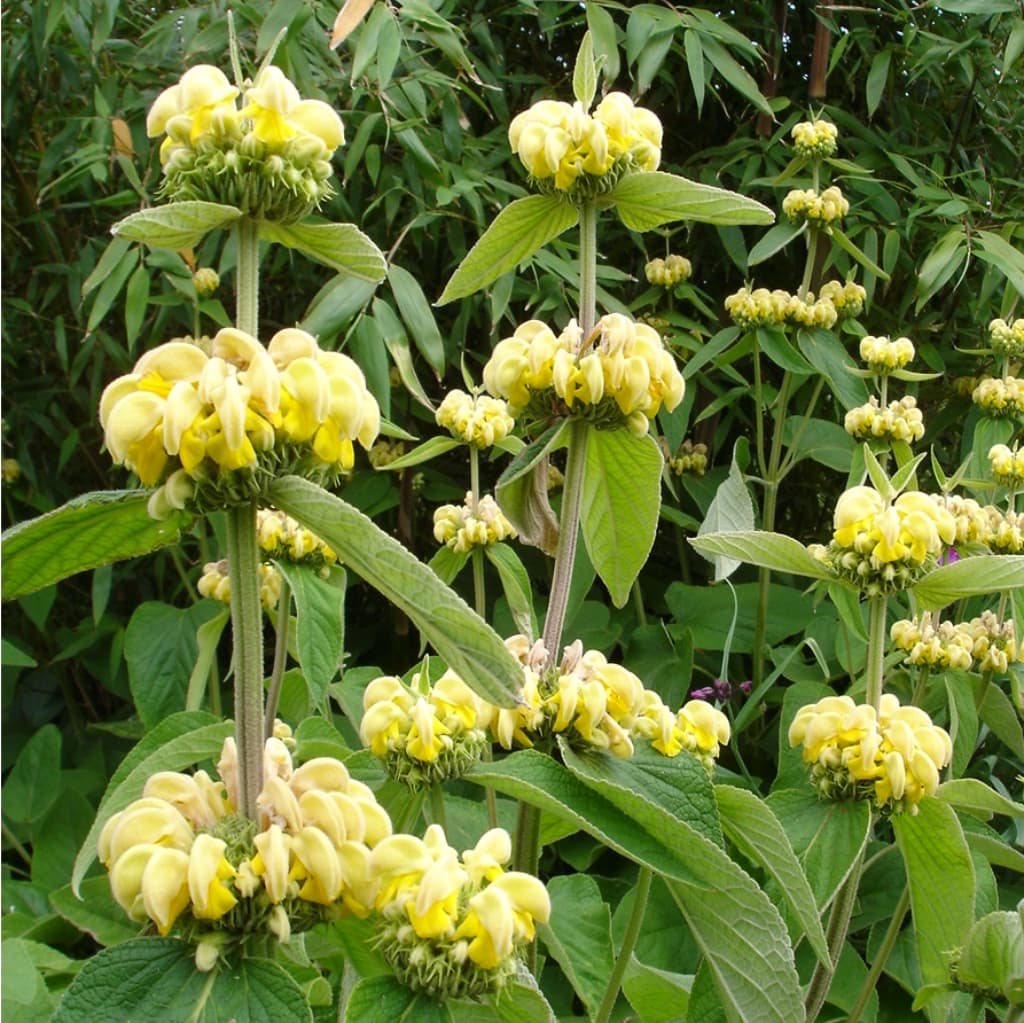 Phlomis russeliana