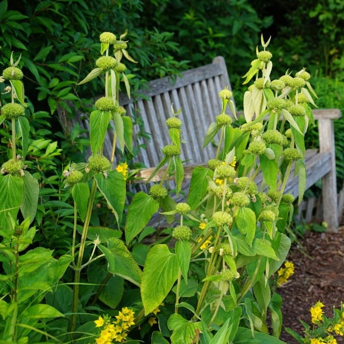 Phlomis russeliana