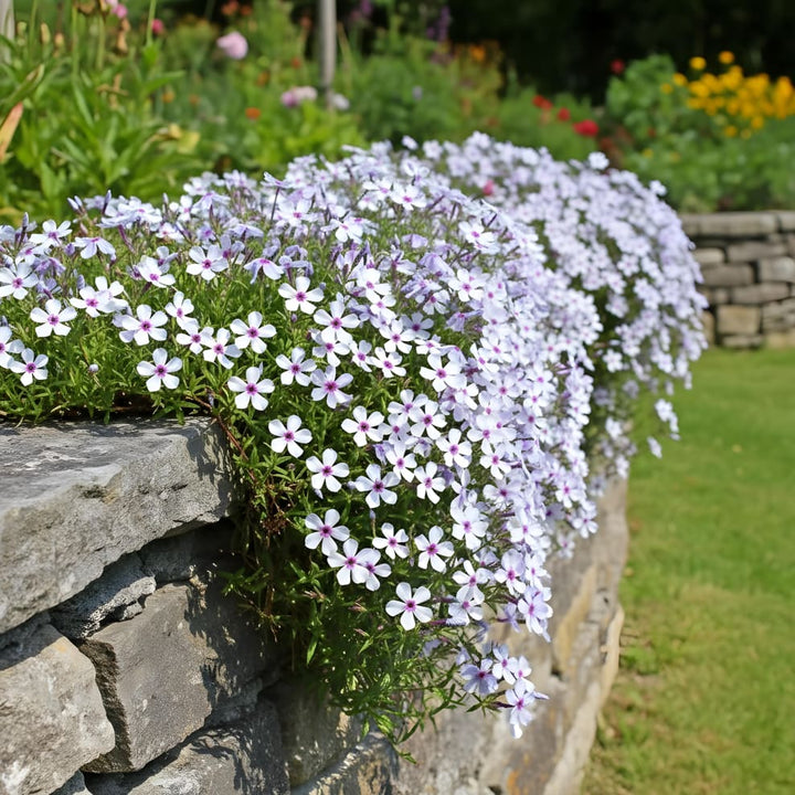 Phlox divaricata 'Chattahoochee'