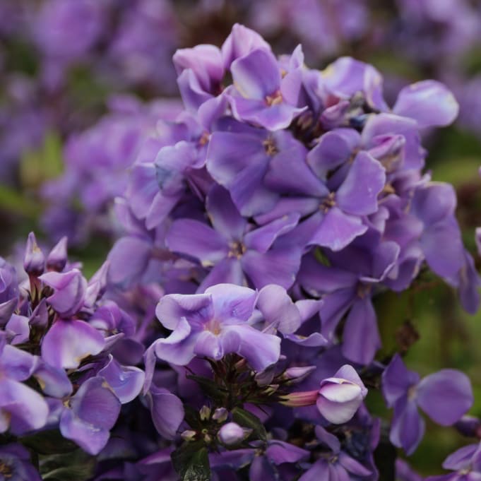 Phlox paniculata 'Blue Paradise'