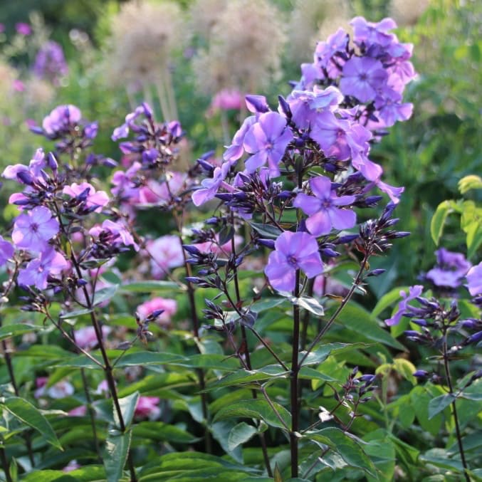 Phlox paniculata 'Blue Paradise'