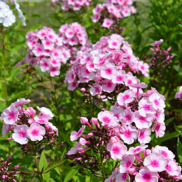 Phlox paniculata 'Bright Eyes'