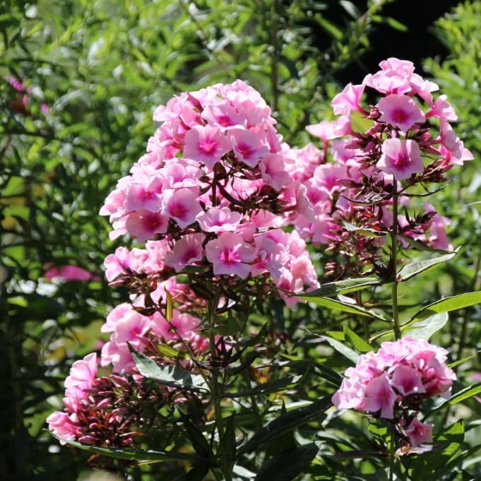Phlox paniculata 'Bright Eyes'