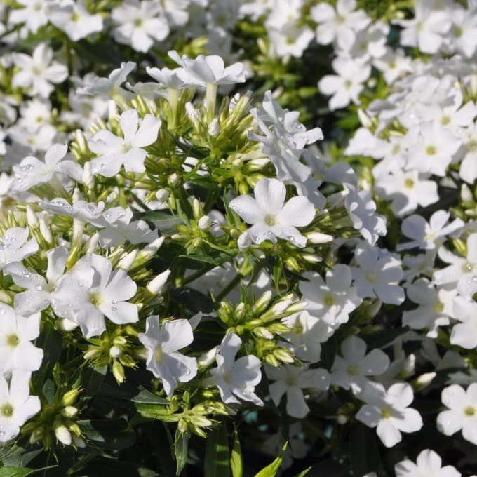 Phlox paniculata 'Early White'®