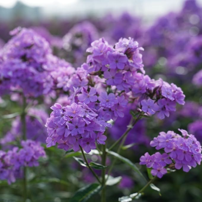 Phlox paniculata 'Hesperis'