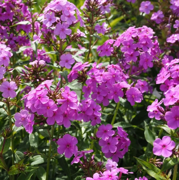 Phlox paniculata 'Hesperis'