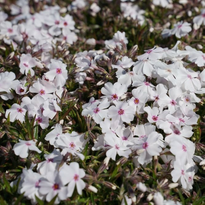 Phlox subulata 'Amazing Grace'