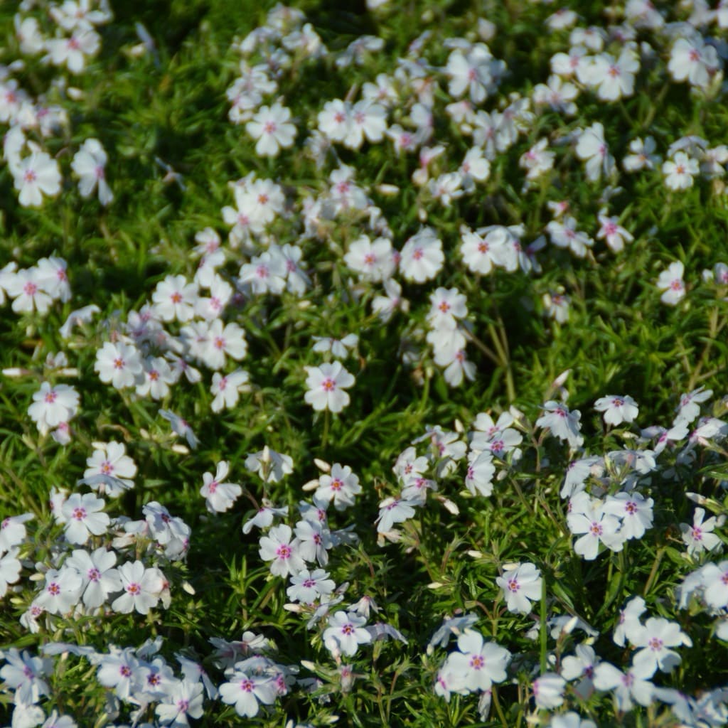 Phlox subulata 'Amazing Grace'