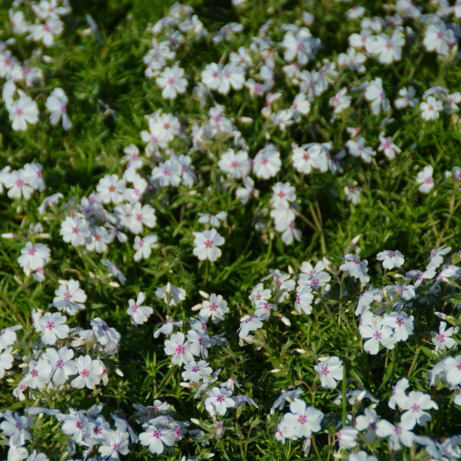 Phlox subulata 'Amazing Grace'