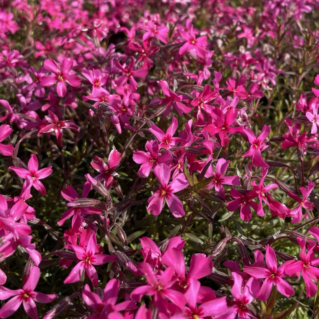 Phlox subulata 'Atropurpurea'