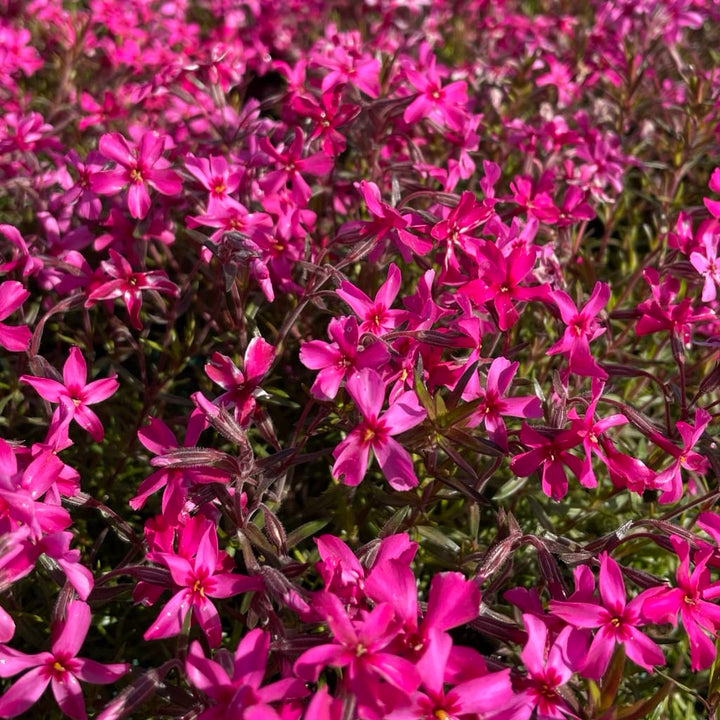 Phlox subulata 'Atropurpurea'