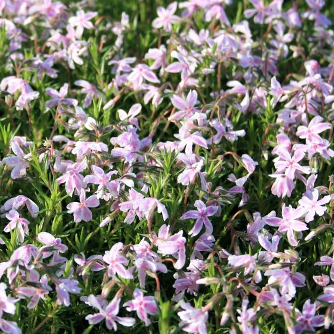 Phlox subulata 'Kimono Pink-White'